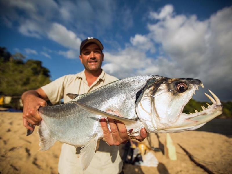 UNR researcher Zeb Hogan holds a Payara, also known as the vampire fish.