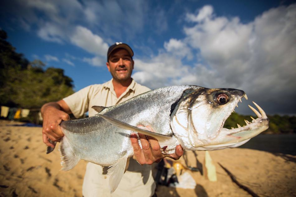 UNR researcher Zeb Hogan holds a Payara, also known as the vampire fish.