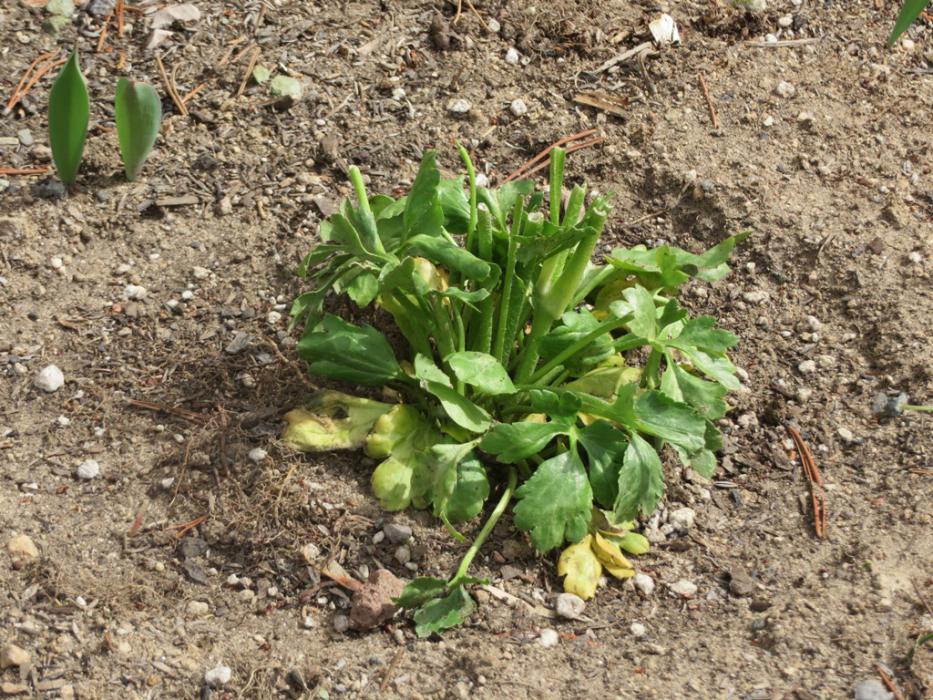 One of this year's plants devoured during the night. Photo by Elaine Quilici