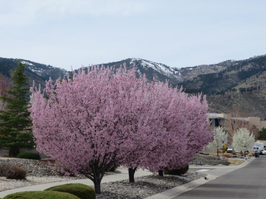A fruit tree in bloom near Western Nevada College. Photo by Elaine Quilici