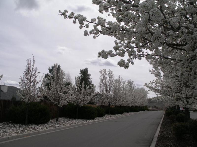 Looking south along North Ormsby Boulevard. Photo by Elaine Quilici