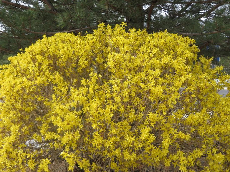 A yellow bush in bloom.  Photo by Elaine Quilici