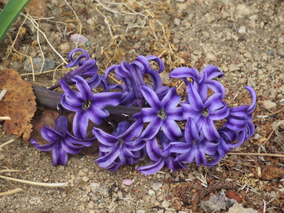 Purple Hyacinths. Photo by Elaine Quilici