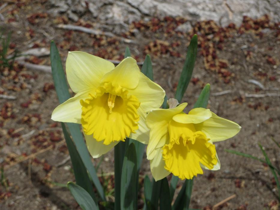 A pair of Daffodils. Photo by Elaine Quilici