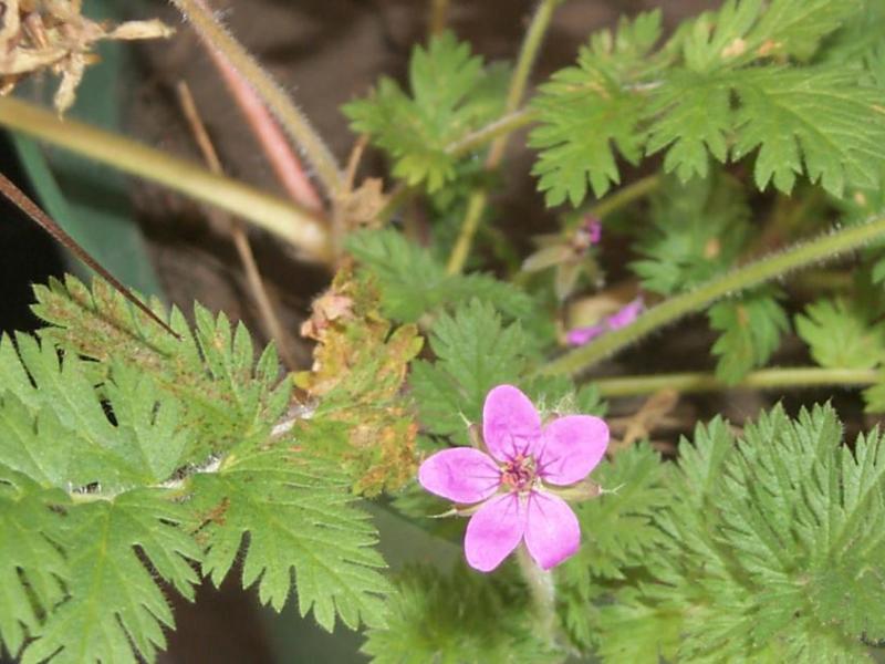 Filaree. Photos by the University of Nevada Cooperative Extension.