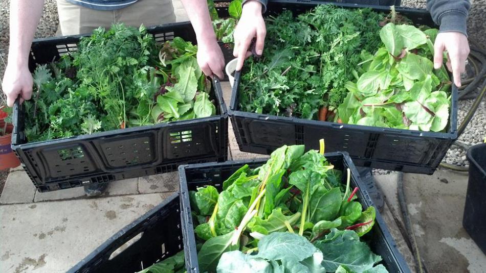 Photo courtesy of the Greenhouse Project