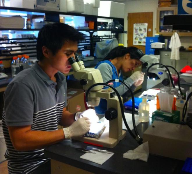 UNR alumni Michael Padua and Eleanor Su dissect tissue for micro RNA sequencing in 2013.