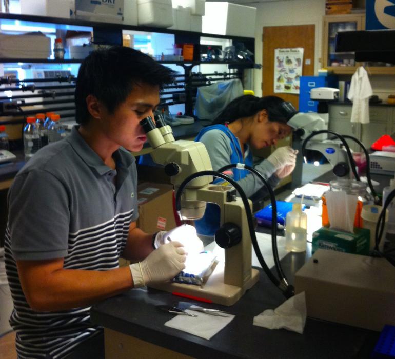 UNR alumni Michael Padua and Eleanor Su dissect tissue for micro RNA sequencing in 2013.