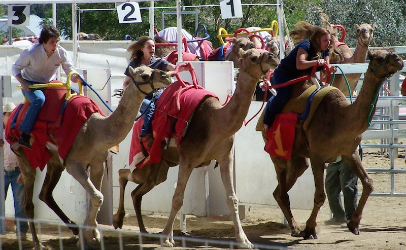 A Virginia City favorite, the International Camel Races will benefit from the upgrades.
