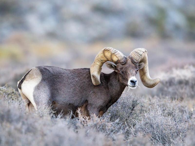 Desert Bighorn