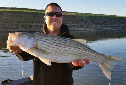 Striped bass from the Sacramento River. Photo courtesy of Kirk Portocarrero at Outdoor Adventures