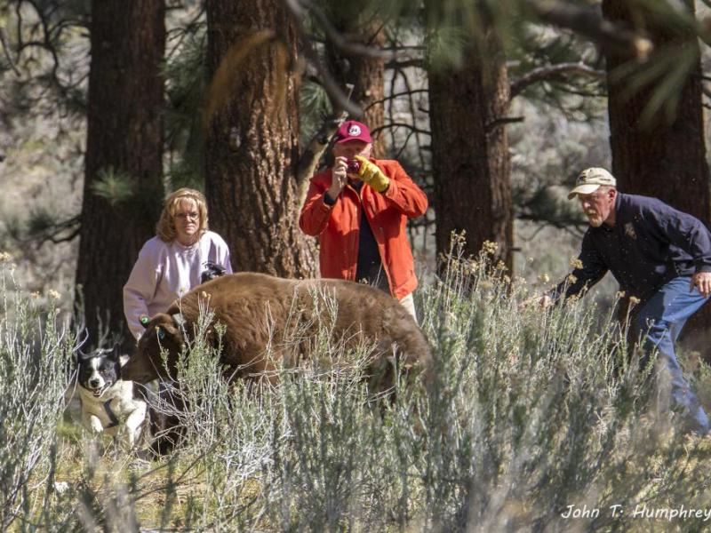 This bear was released by Nevada wildlife wardens Thursday south of Carson City.