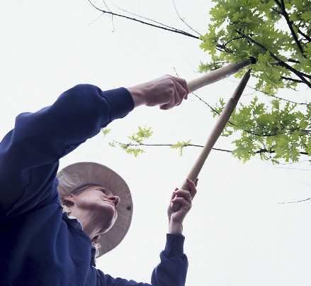 Pruning increases flowering. University of Nevada Cooperative Extension photo.