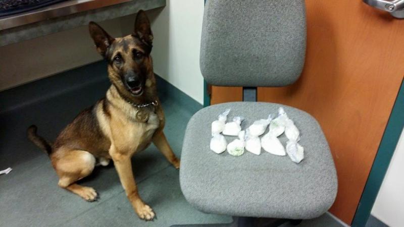 Carson City sheriff's K9 Tarzan located around 11 ounces of methamphetamine early Saturday morning.