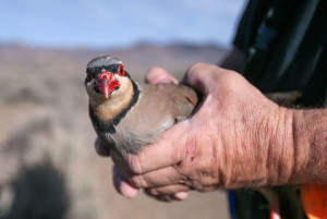 Photo by Cathleen Allison, Nevada Photo Source