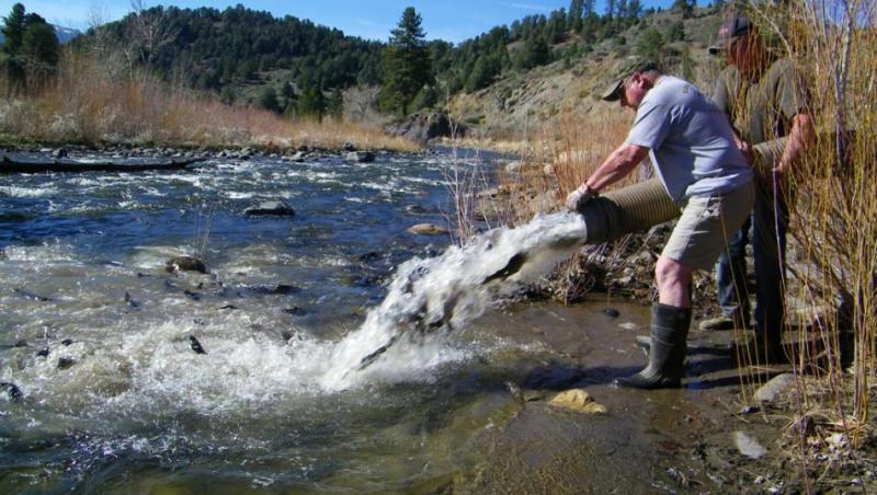 Rainbow Trout planted in the East Carson River, Calif. Photo by Doug Busey