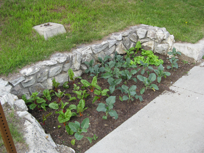 Here's some Alaska chard planted in a landscaping bed. Photo by University of Nevada Cooperative Extension.