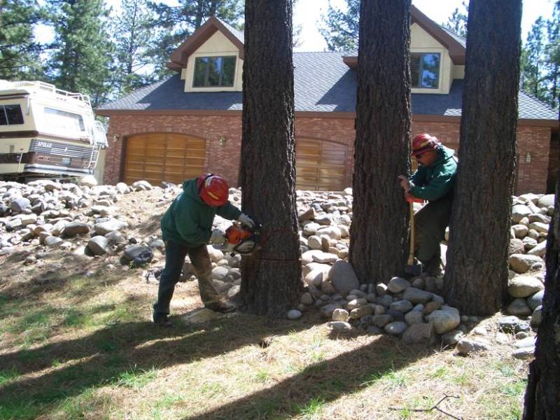 Crews cutting trees as part of a fuel reduction project. Nevada Division of Forestry photo