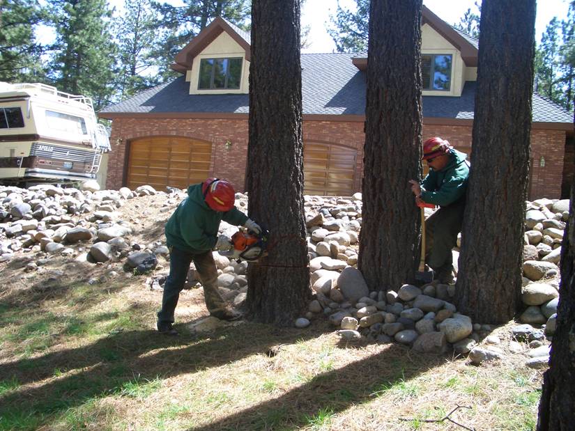 Crews cutting trees as part of a fuel reduction project. Nevada Division of Forestry photo