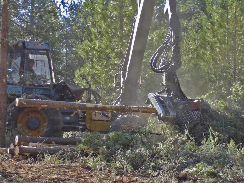 A a cut-to-length harvester works on a fuels reduction project in the Tahoe basin. Forest Service photo