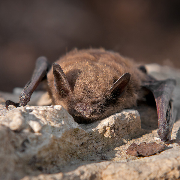 Nevada Department of Wildlife photo
