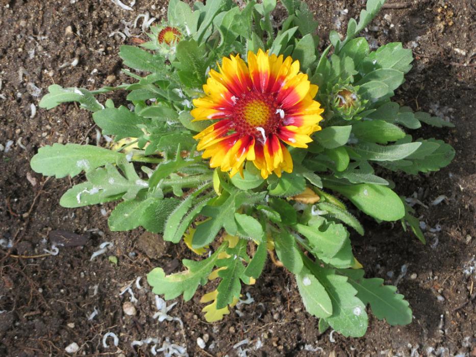 A flower protected by soap flakes.  Photo by Elaine Quilici