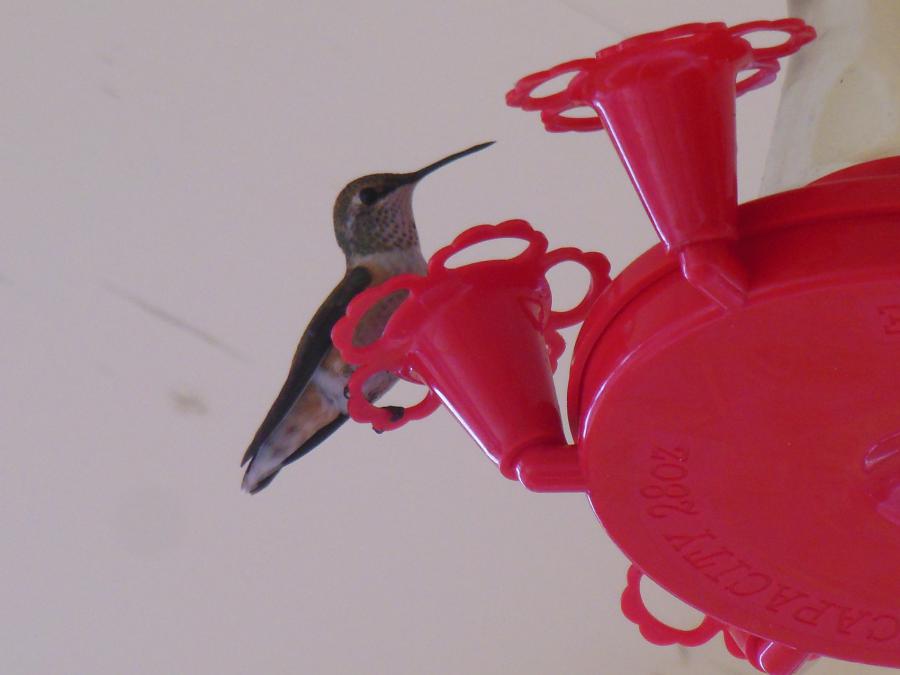 humminbird visiting our feeders