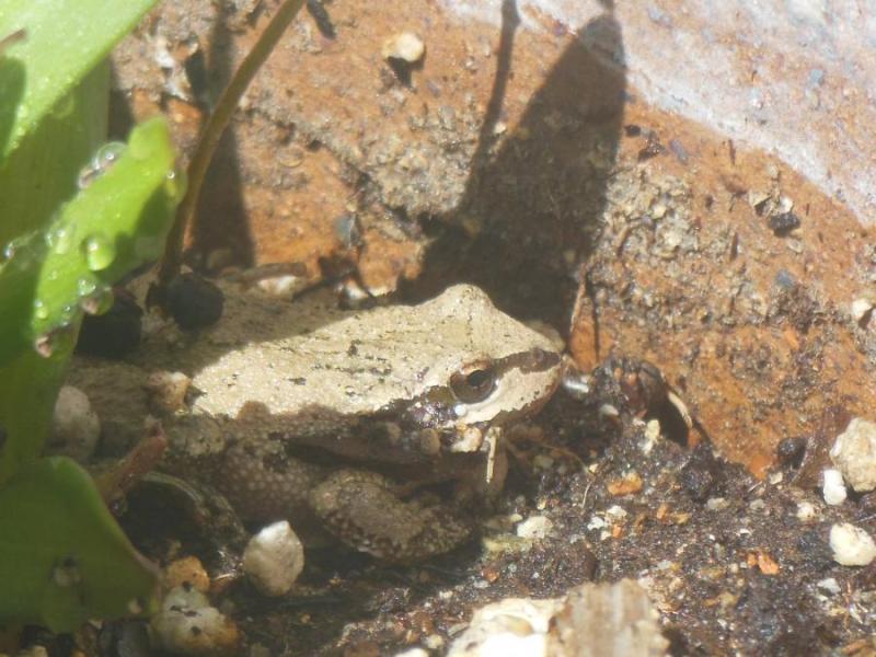 frog hiding our planter