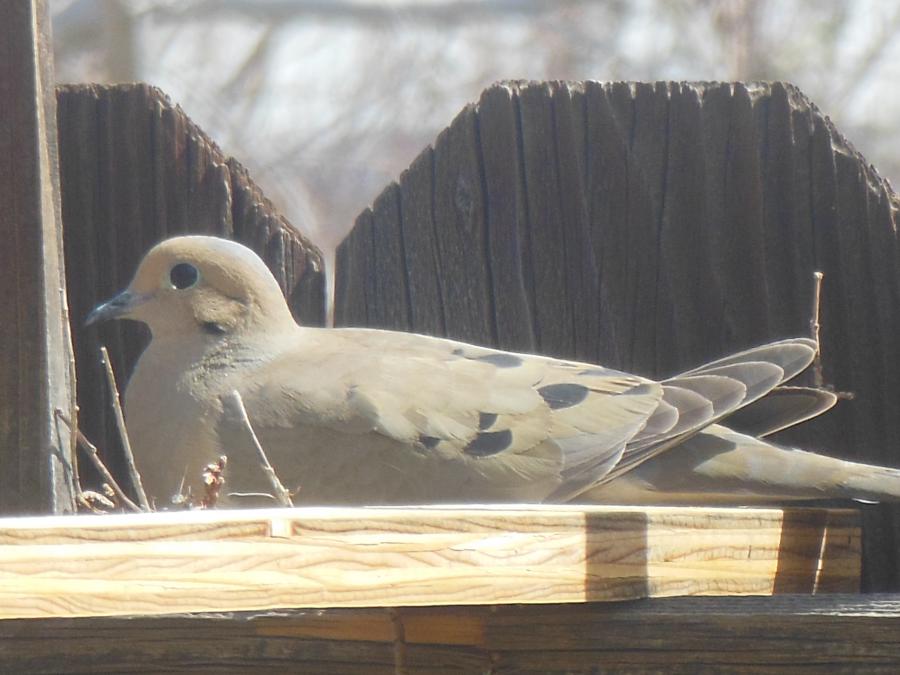 dove nesting on our fence