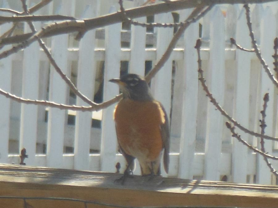 Robin visiting