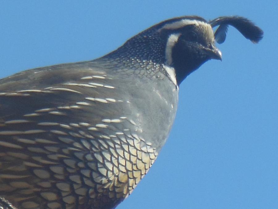 Quail