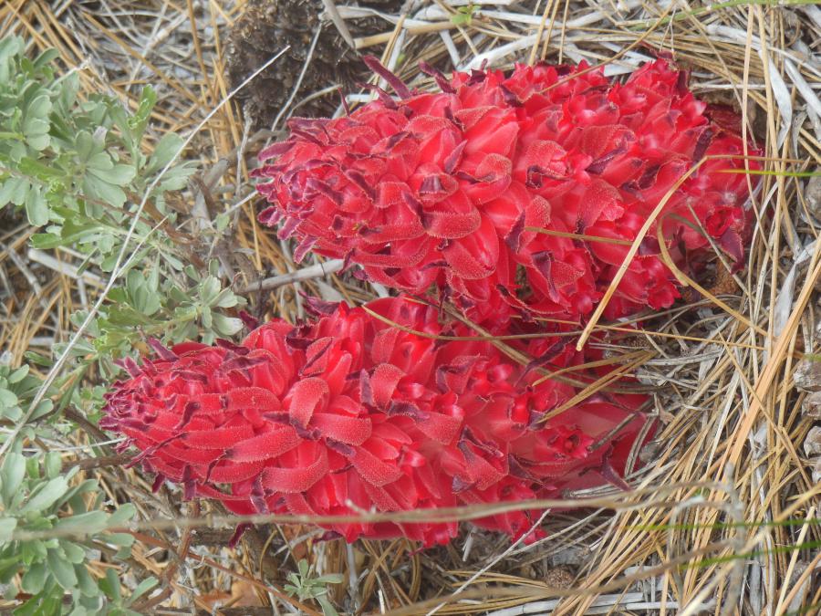Wild Red Snow Flower seen on the Spooner Lake Trail