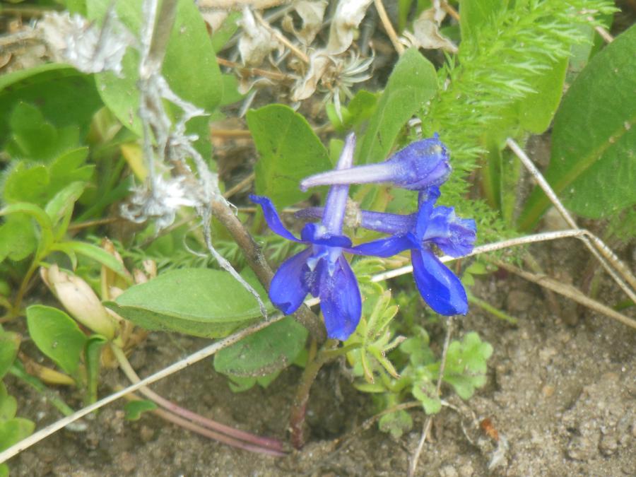 Wild flowers on the Spooner Lake Trail