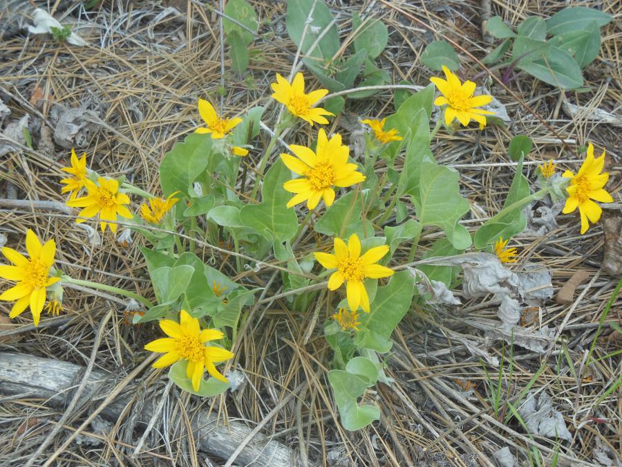 Wild yellow Daisies seen on the Spooner Lake Trail