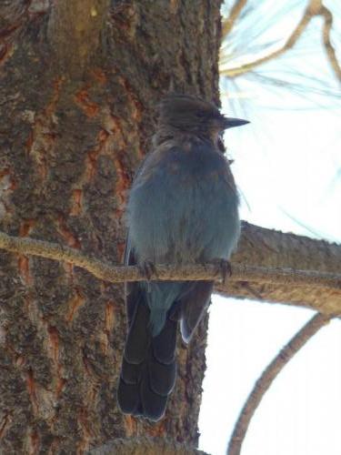 Blue Jay at Davis Creek Park Washoe Valley