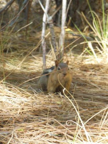 Squirrel stopping for the camera at Davis Creek Park Washoe Valley