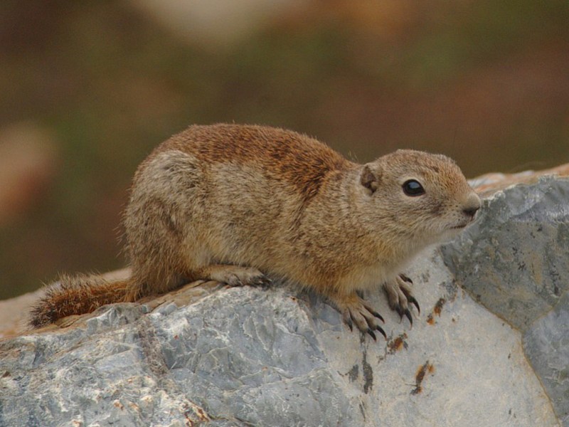 Belding's ground squirrel. Wikipedia photo