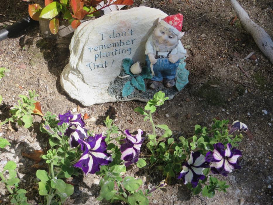 Pansies protected by soap flakes. Photo by Elaine Quilici