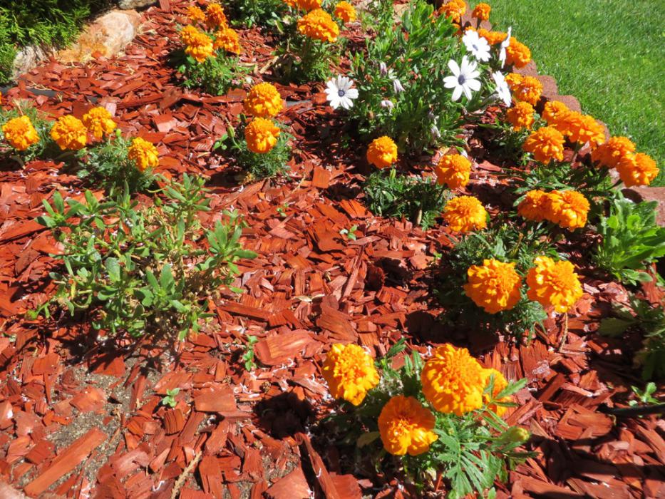 Marigolds and African Daisies also protected. Photo by Elaine Quilici