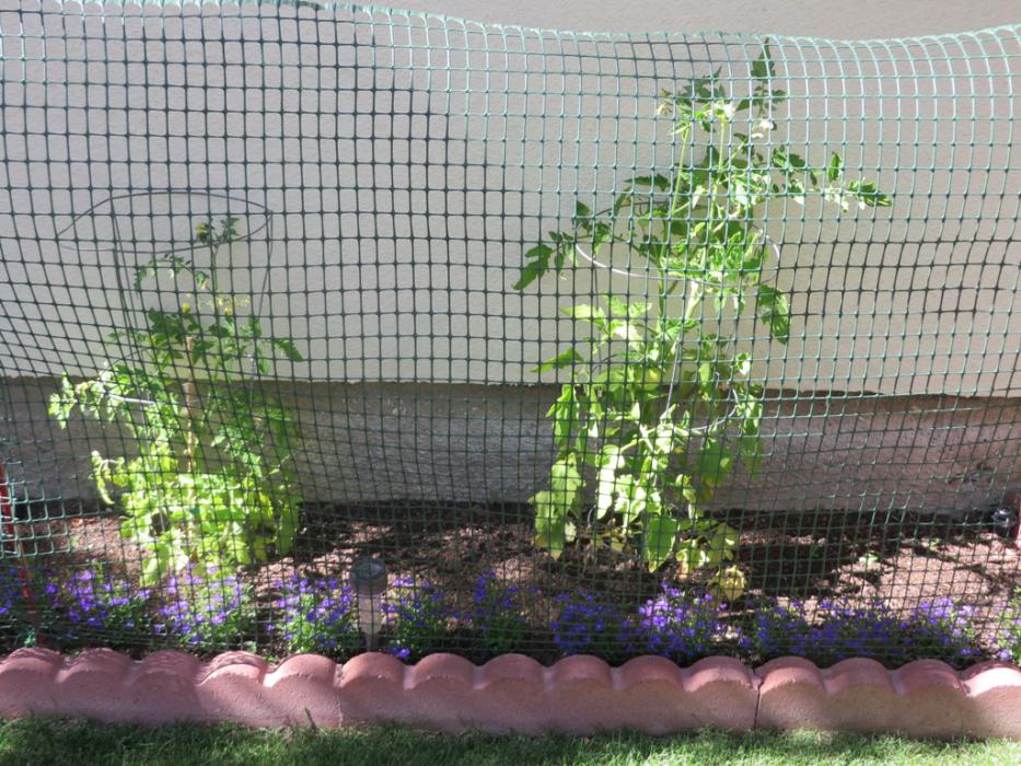 Tomato plants behind netting.  Photo by Elaine Quilici