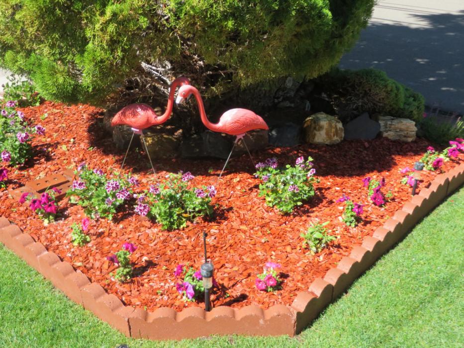 Pink Flamingos in one of Elaine's flower beds. Photo by Elaine Quilici