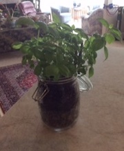 Basil in a jar.