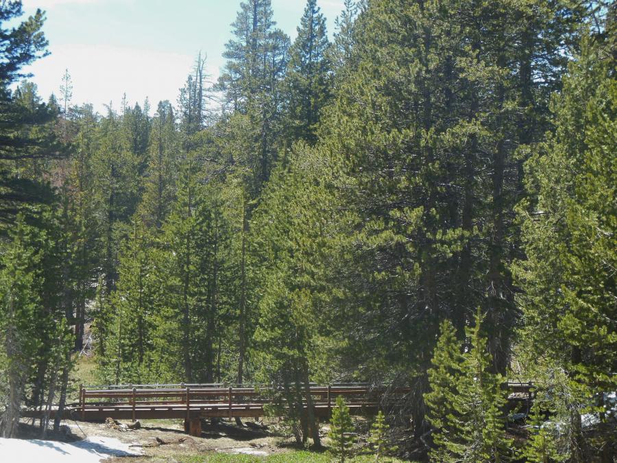 A wooden bridge spans part of the trail along the Tahoe Meadows Loop.
