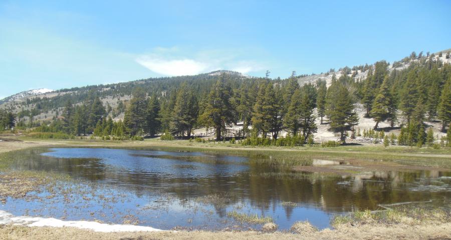Water from snow-melt and spring run-off collects into a pond at Tahoe Meadows.