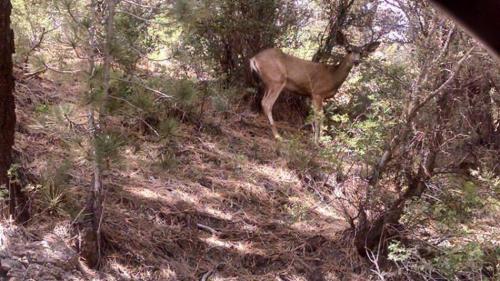 A deer photographed in the fire area on Monday. Photo by Christine Mills, Support Services Coordinator