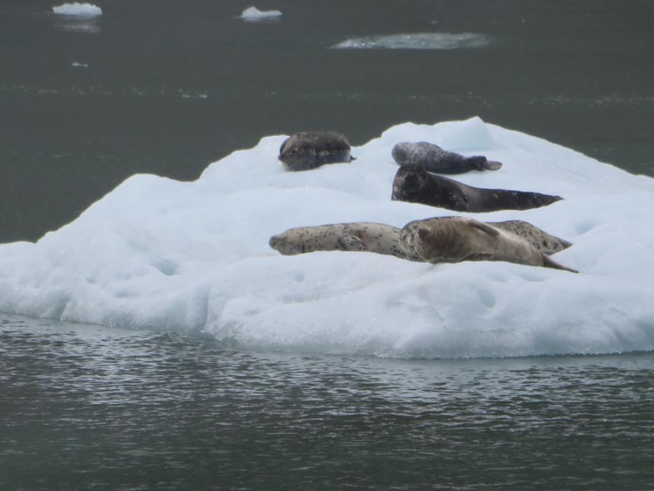 Seals taking life easy on an ice floe.  Photo by Elaine Quilici