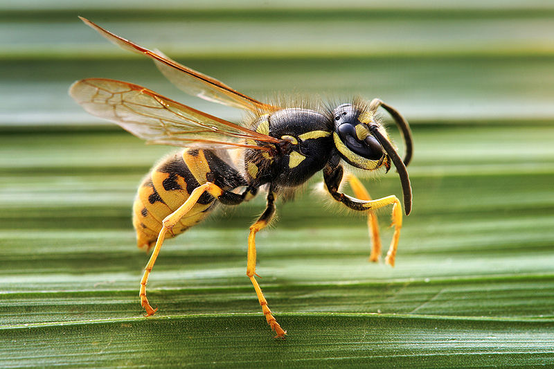 Vespula is a small genus of social wasps, also known as yellow jackets. Wikipedia photo