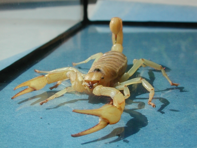 The giant hairy scorpion is the largest scorpion in North America and is one of the 23 species of scorpion in Nevada.