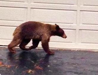 This photo is believed to be the bear that was found shot to death last week. Photo provided to South Tahoe Now