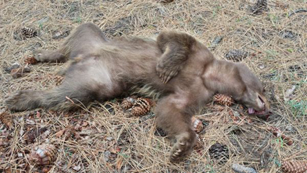 The bear that was killed. Photo by Toogee Sielsch